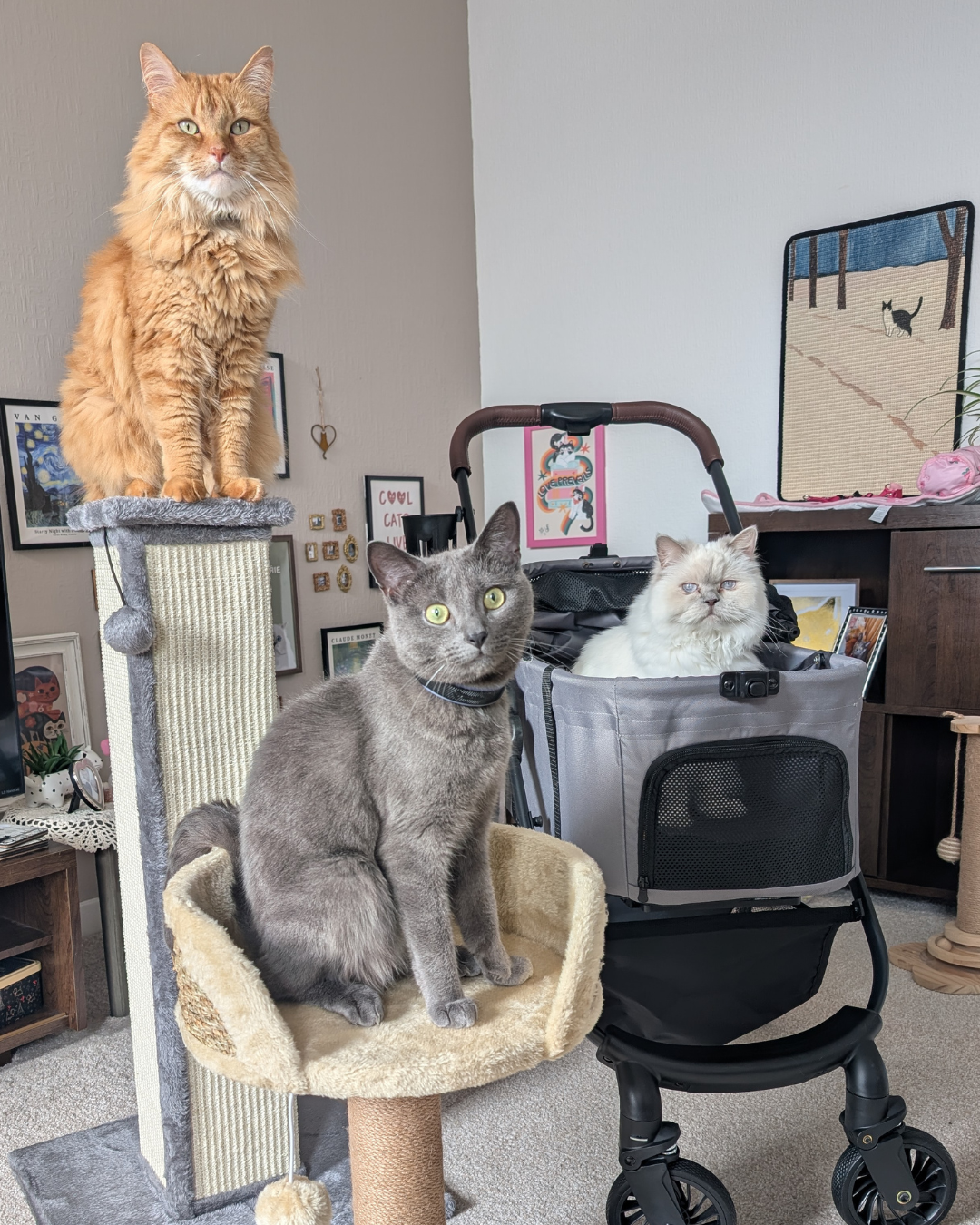 Foldable 3-in-1 Pet Stroller with Detachable Carrier Grey