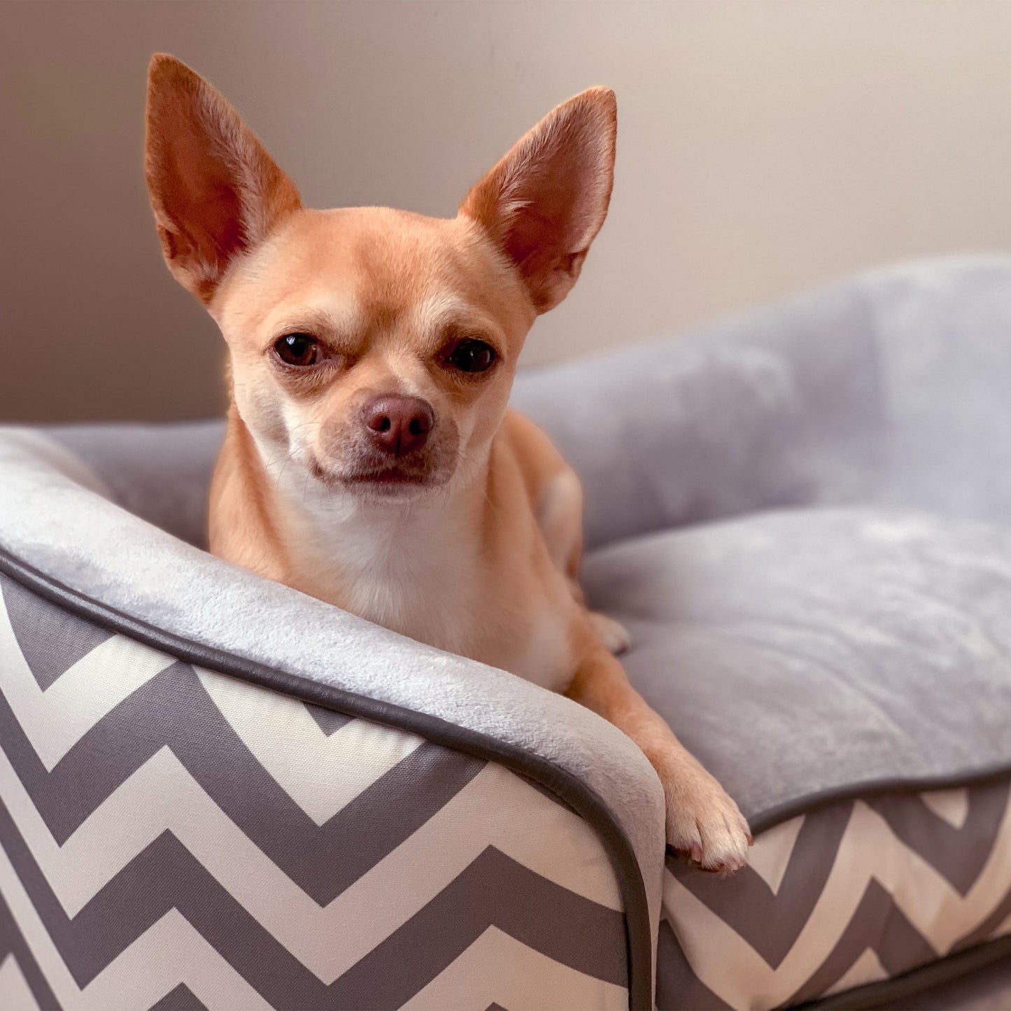 Dog Sofa for XS-Sized Dogs, Elevated Pet Bed with Removable Sponge Padded Cushion, Cat Couch Lounge with Washable Cover, Storage Bag, Grey