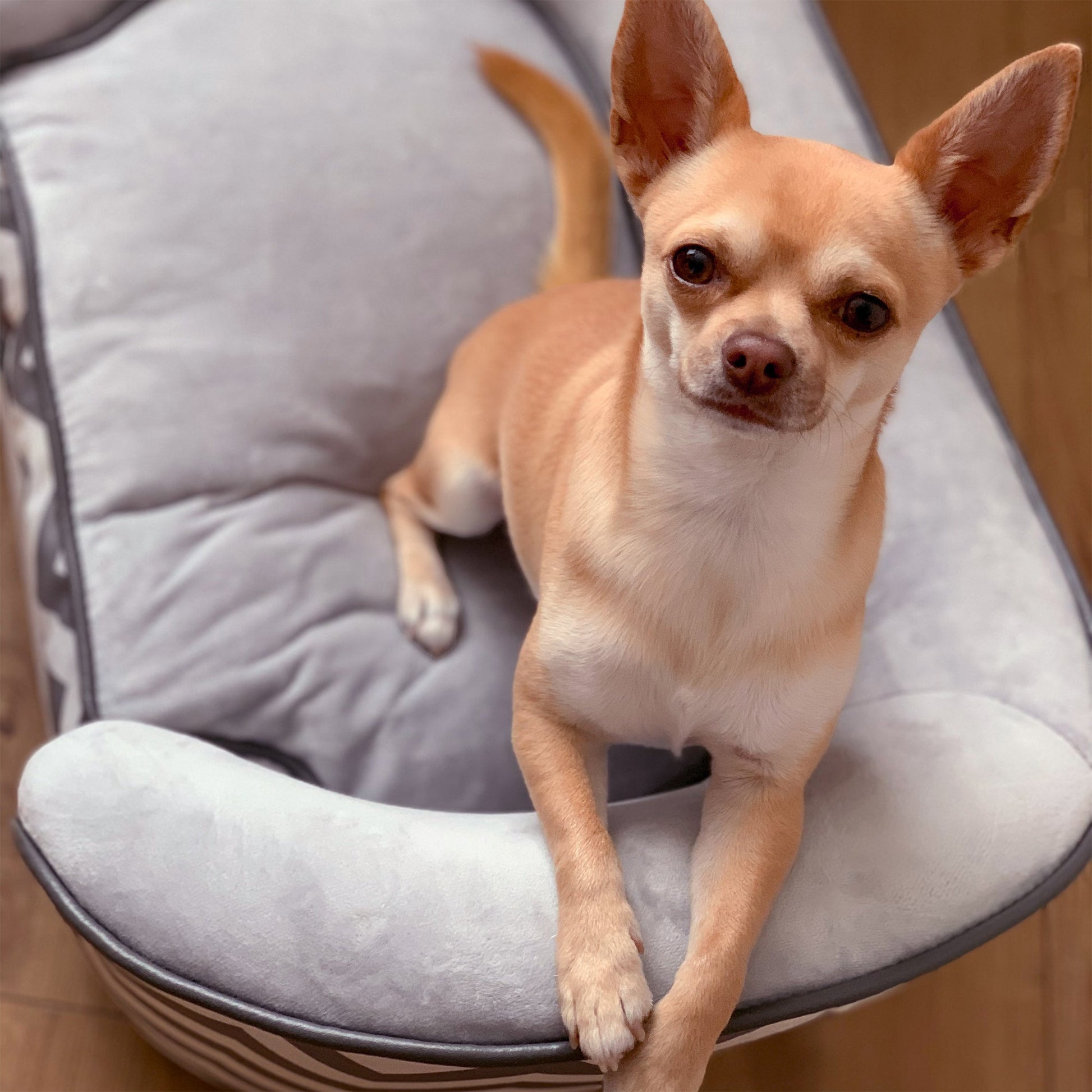 Dog Sofa for XS-Sized Dogs, Elevated Pet Bed with Removable Sponge Padded Cushion, Cat Couch Lounge with Washable Cover, Storage Bag, Grey