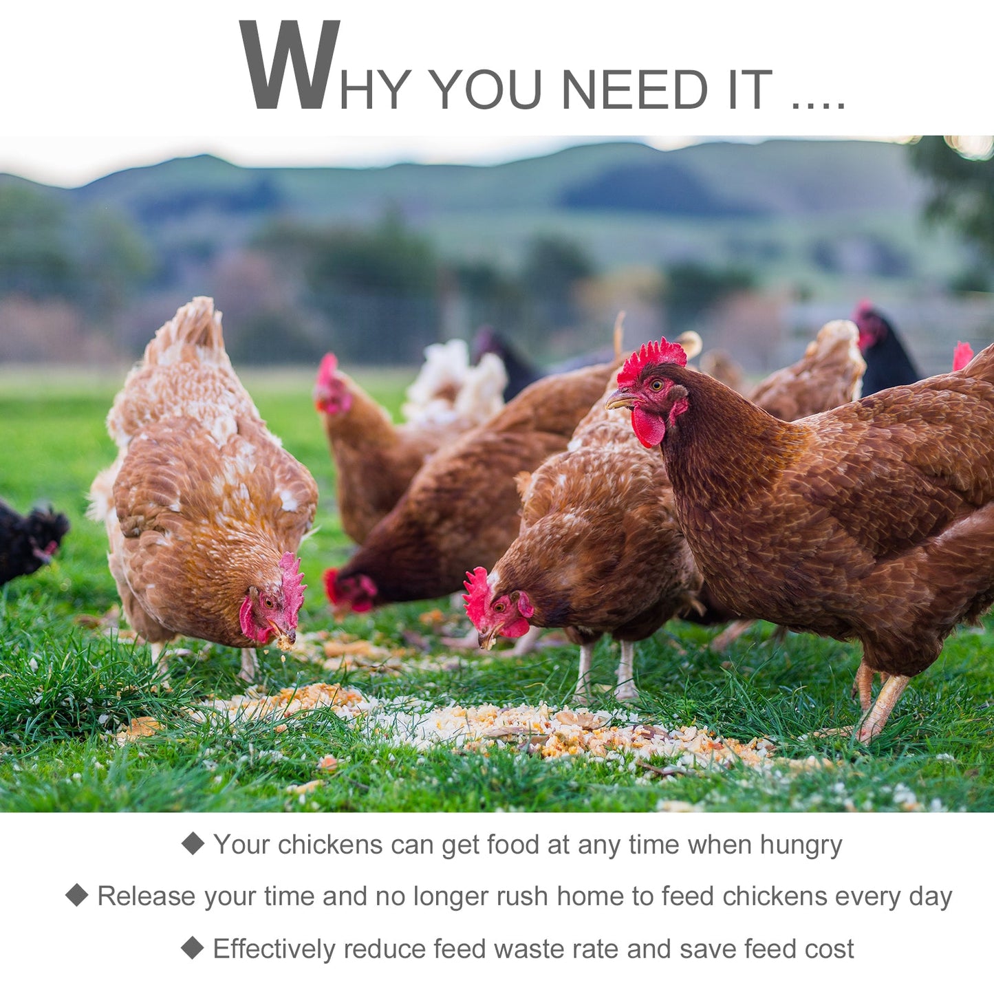 11.5KG Automatic Chicken Poultry Feeder Rat Proof Treadle Self Opening with Galvanized Steel and Aluminium