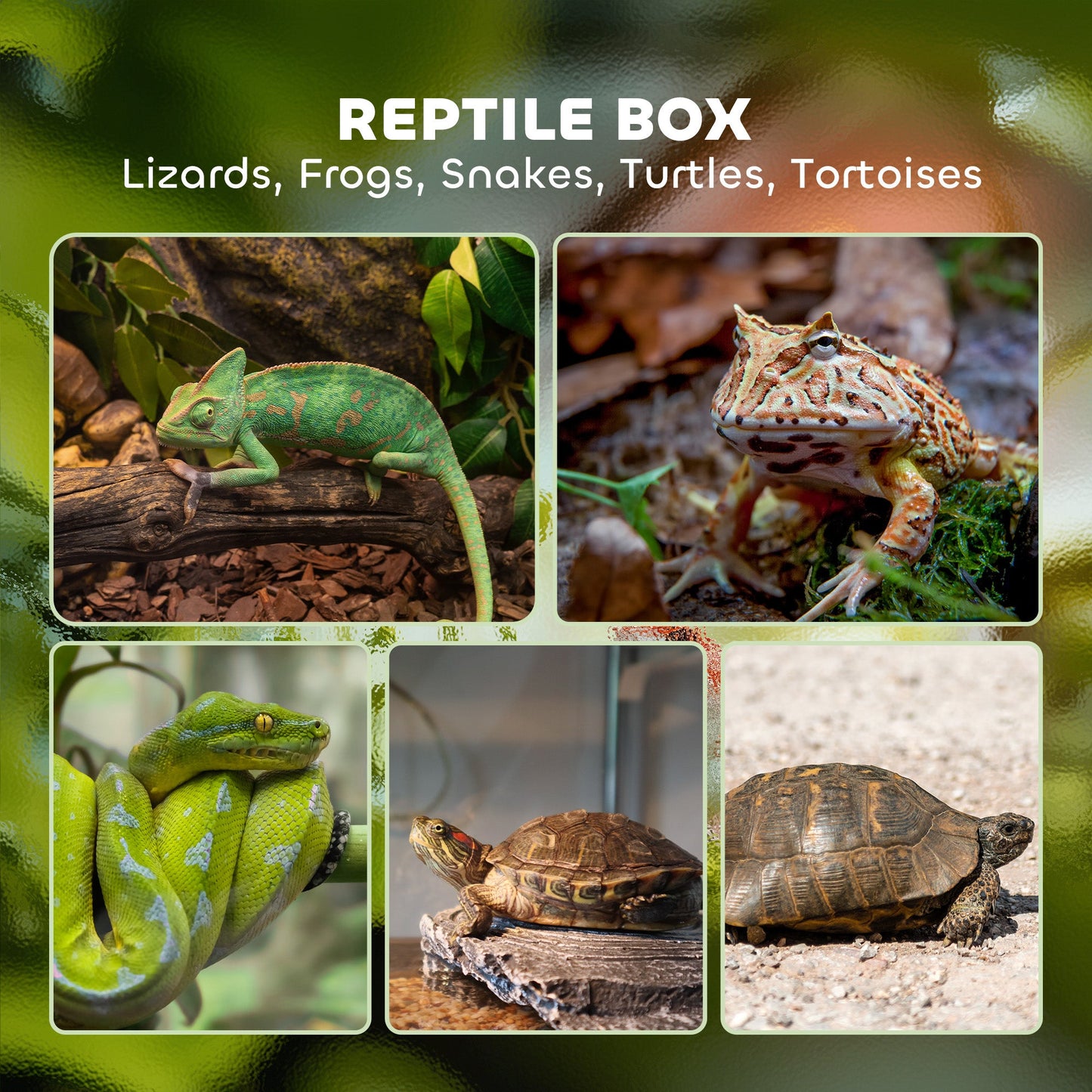 Glass Reptile Terrarium, 40L Vivarium for Lizards, Frogs, Snakes, Turtles, Tortoises, with Ventilation, 30 x 30 x 45cm