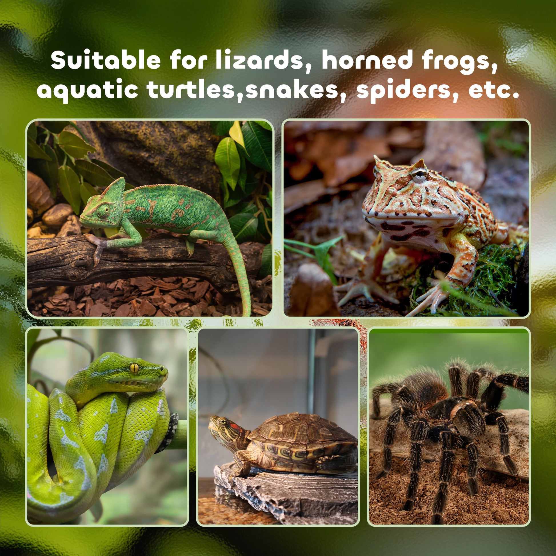 Glass Reptile Terrarium Insect Breeding Tank Vivarium Habitats with Thermometer for Lizards, Horned Frogs, Snakes, Spiders - Large 50 x 30 x 35cm